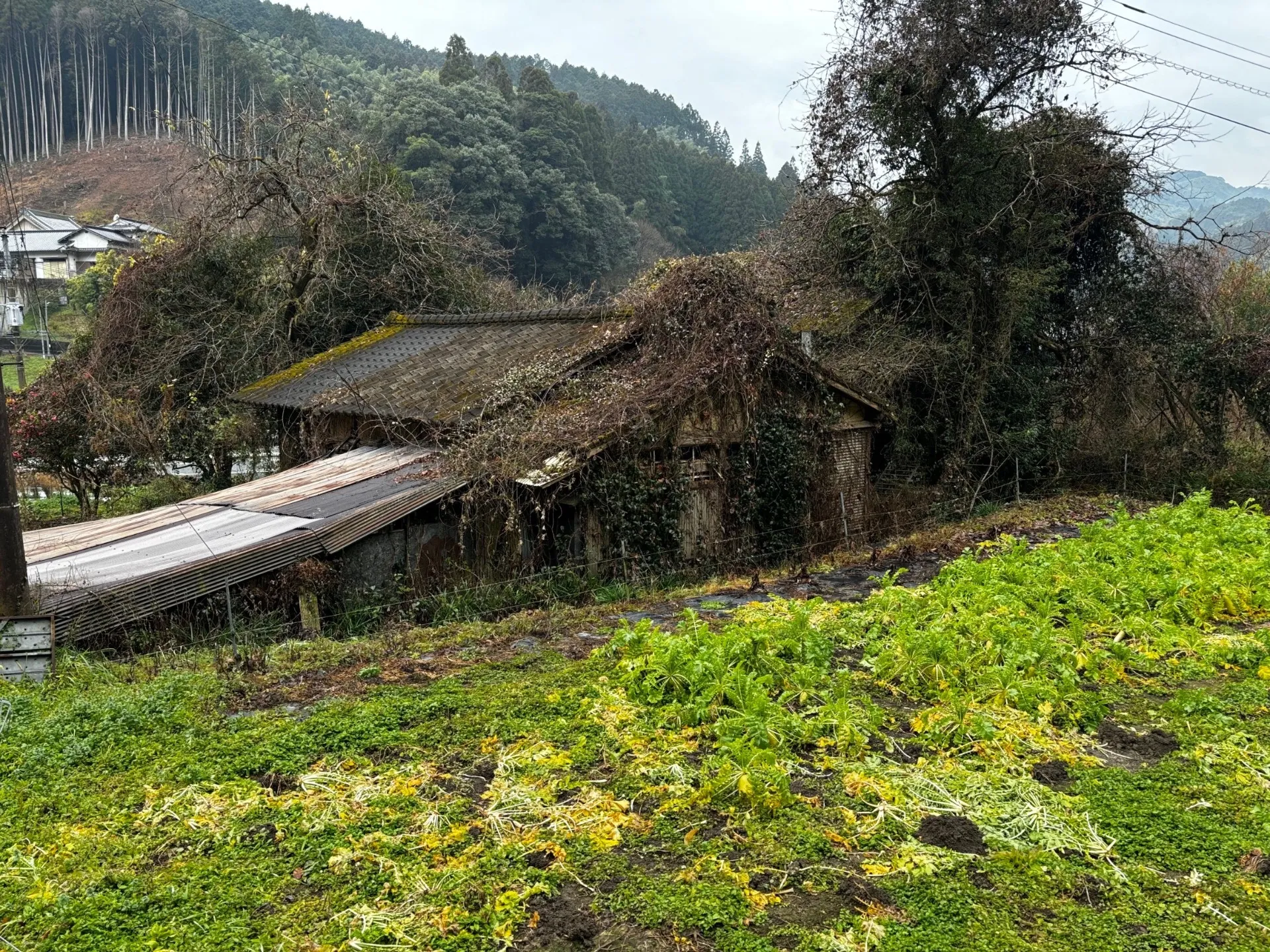 【福岡県八女市】解体工事&伐採、抜根