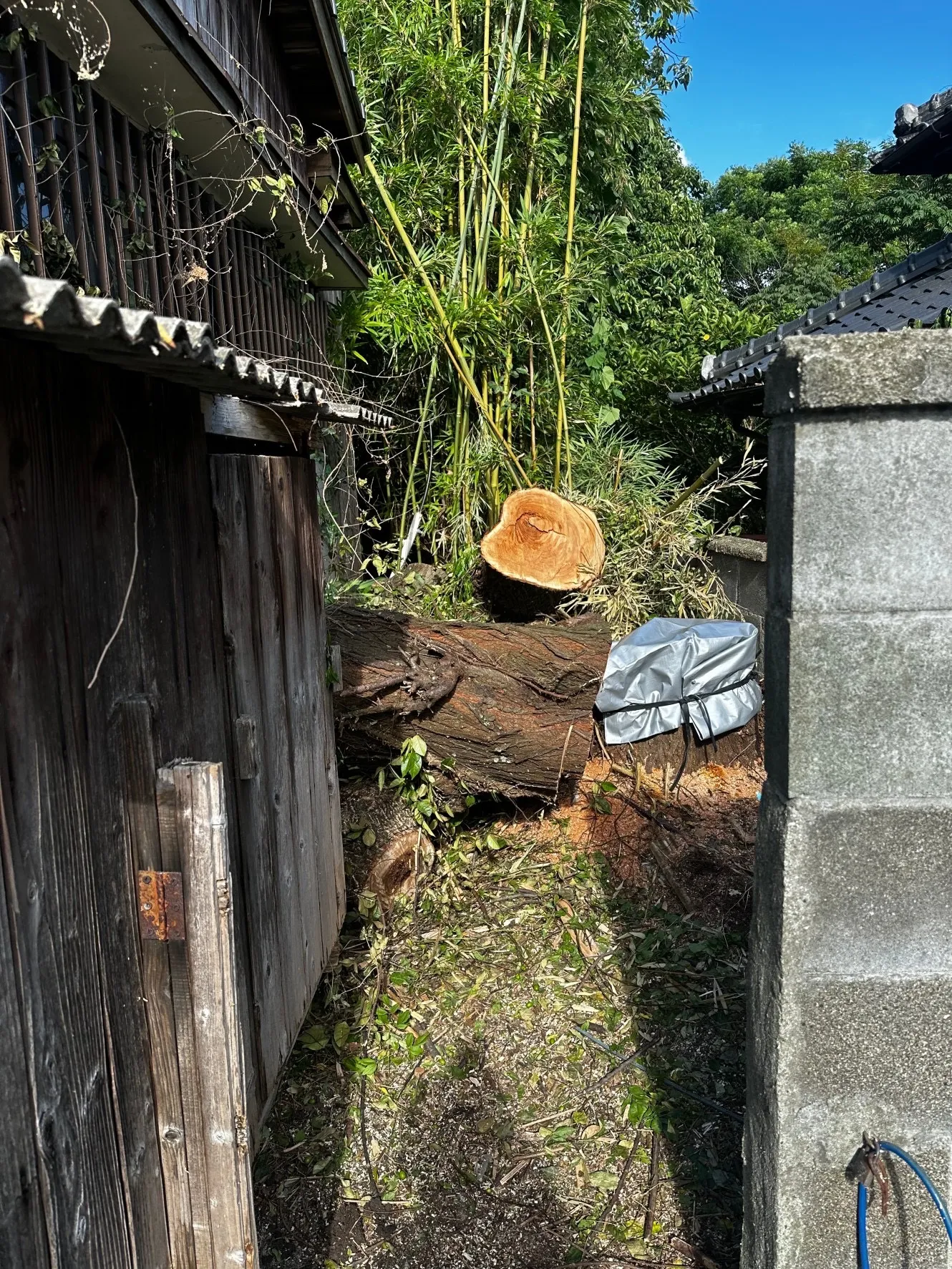 【福岡県大牟田市】特殊伐採の後、根枯らし