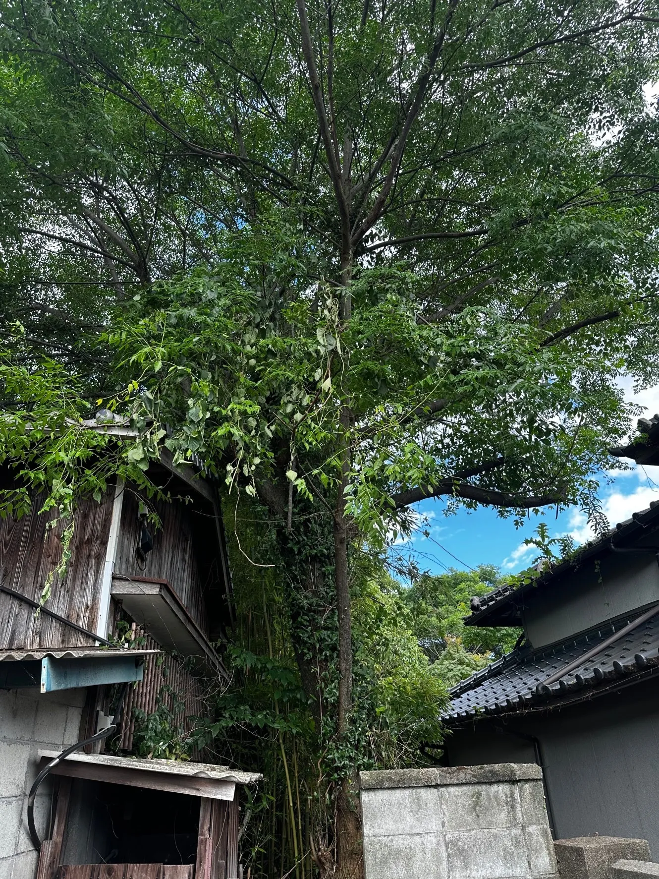 【福岡県大牟田市】特殊伐採の後、根枯らし