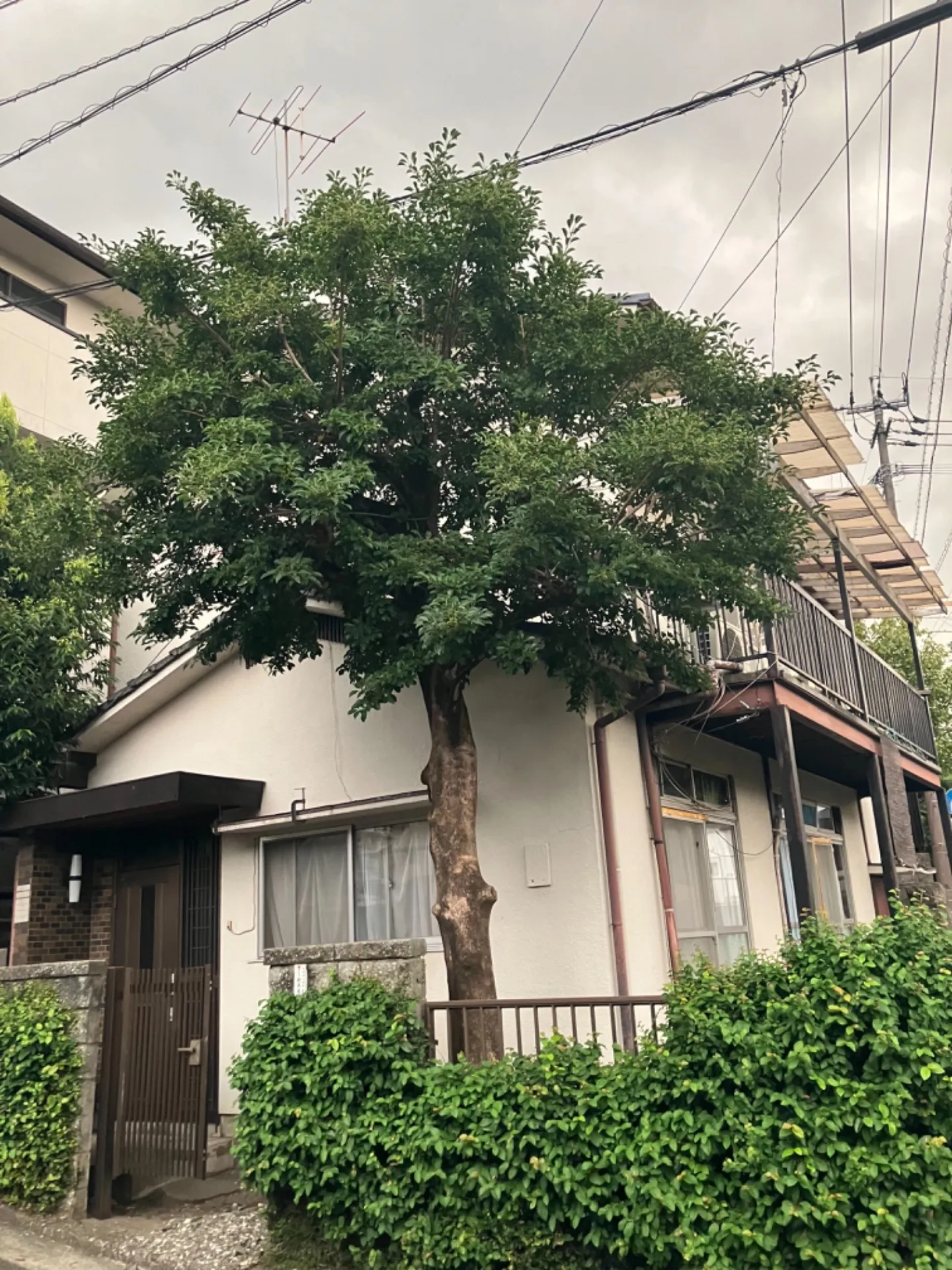 【熊本県熊本市中央区大江】伐採、枝落とし