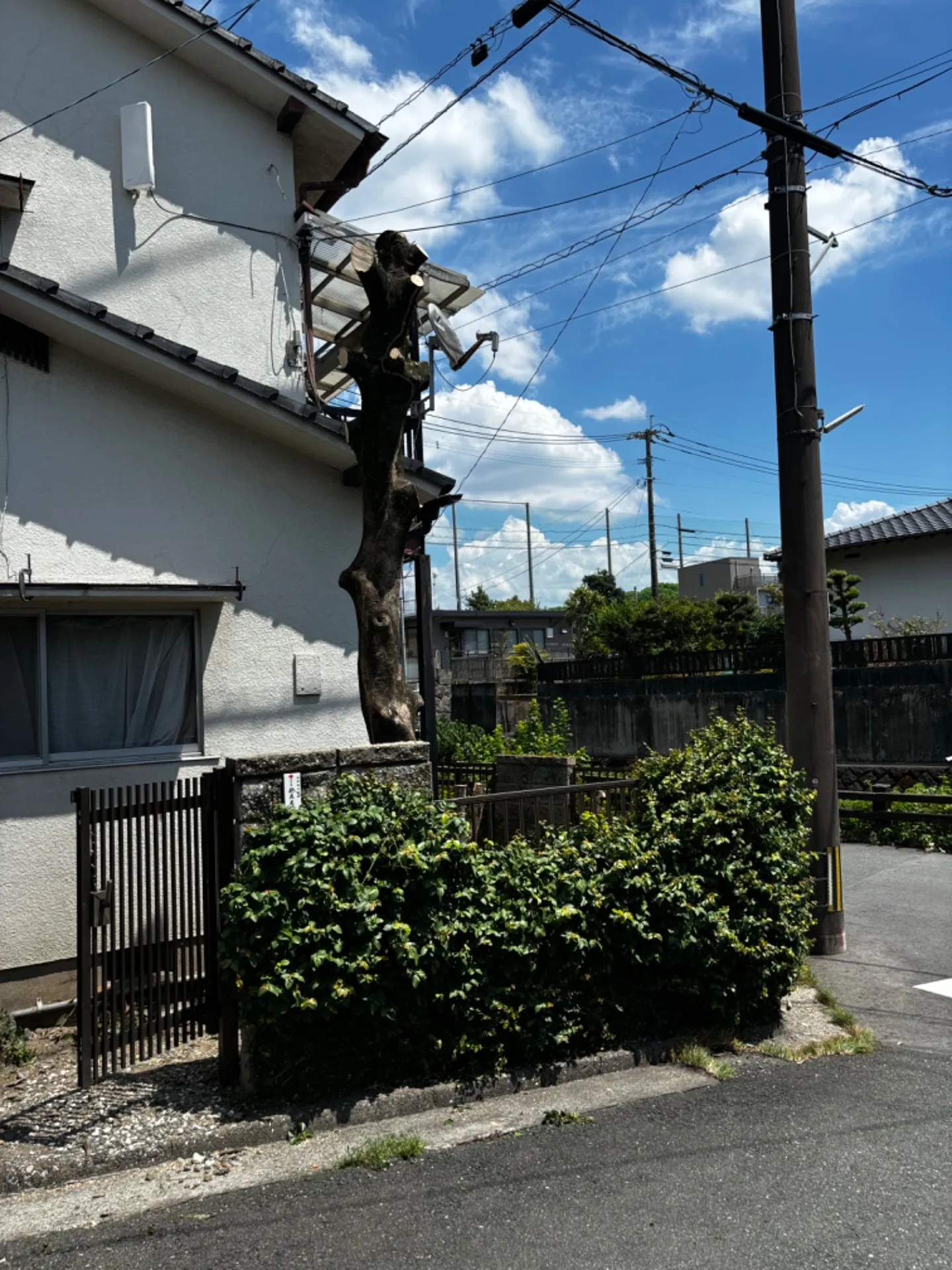 【熊本県熊本市中央区大江】伐採、枝落とし