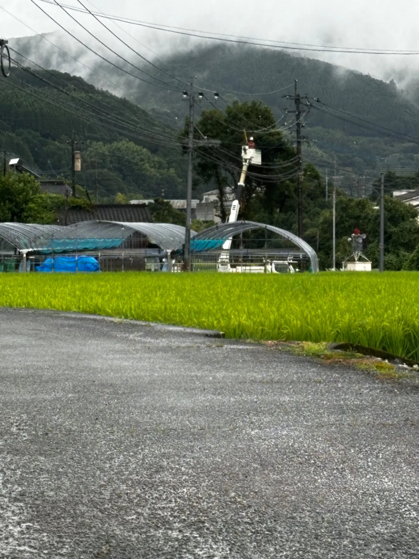 【福岡県八女市黒木町】伐採