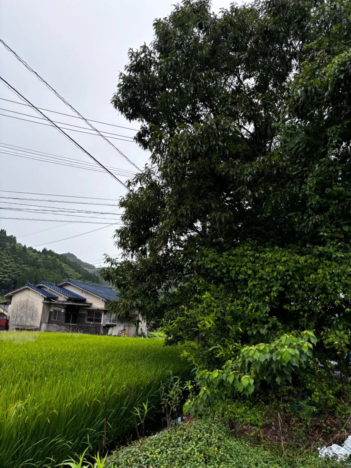 【福岡県八女市黒木町】伐採