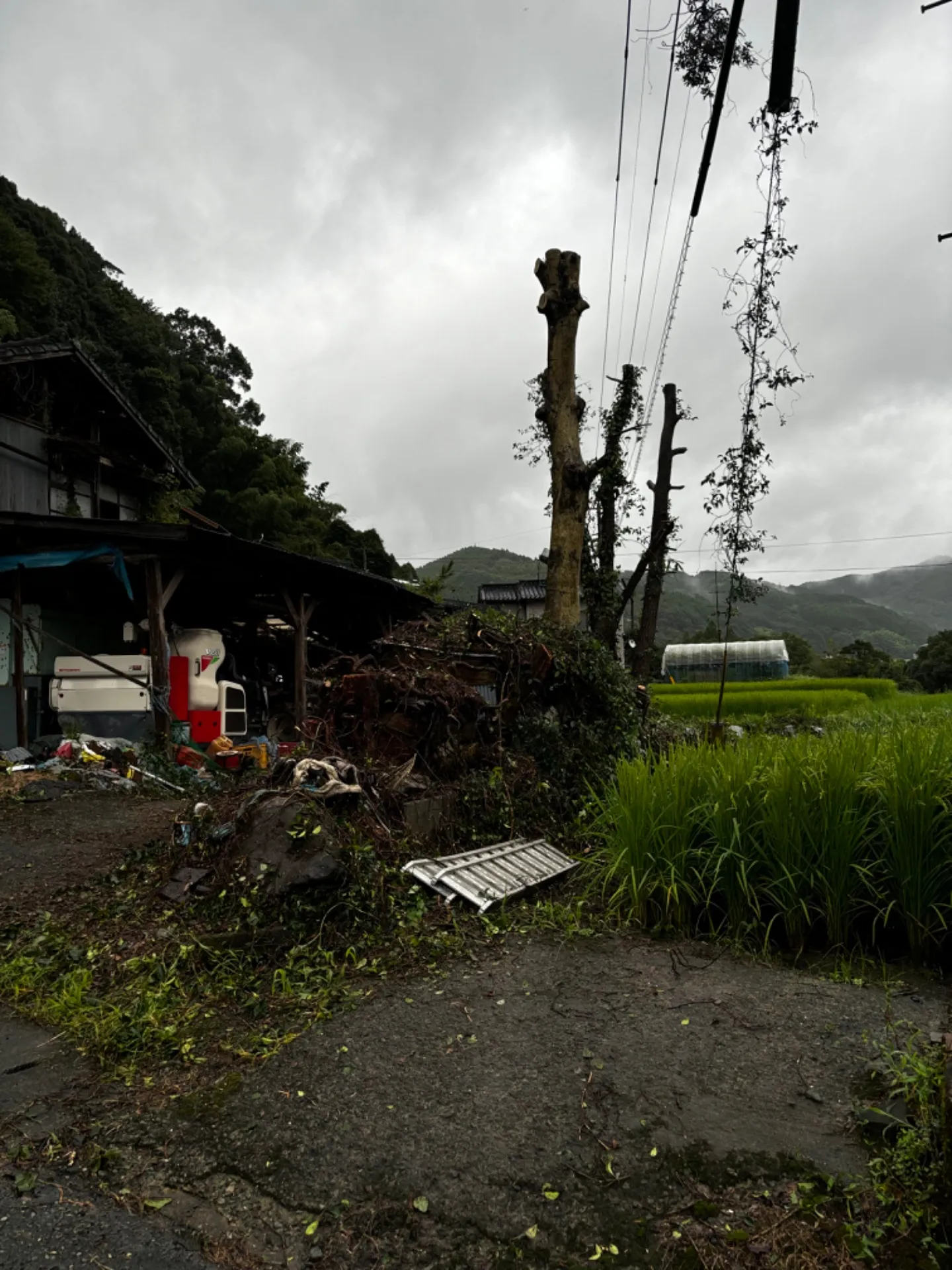 【福岡県八女市黒木町】伐採