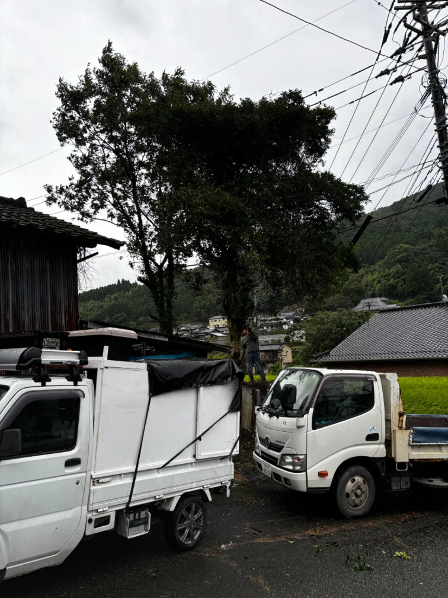 【福岡県八女市黒木町】伐採